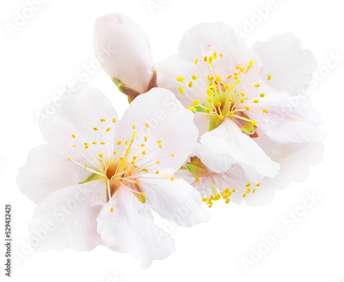 Foto White almond tree blossoms cut out