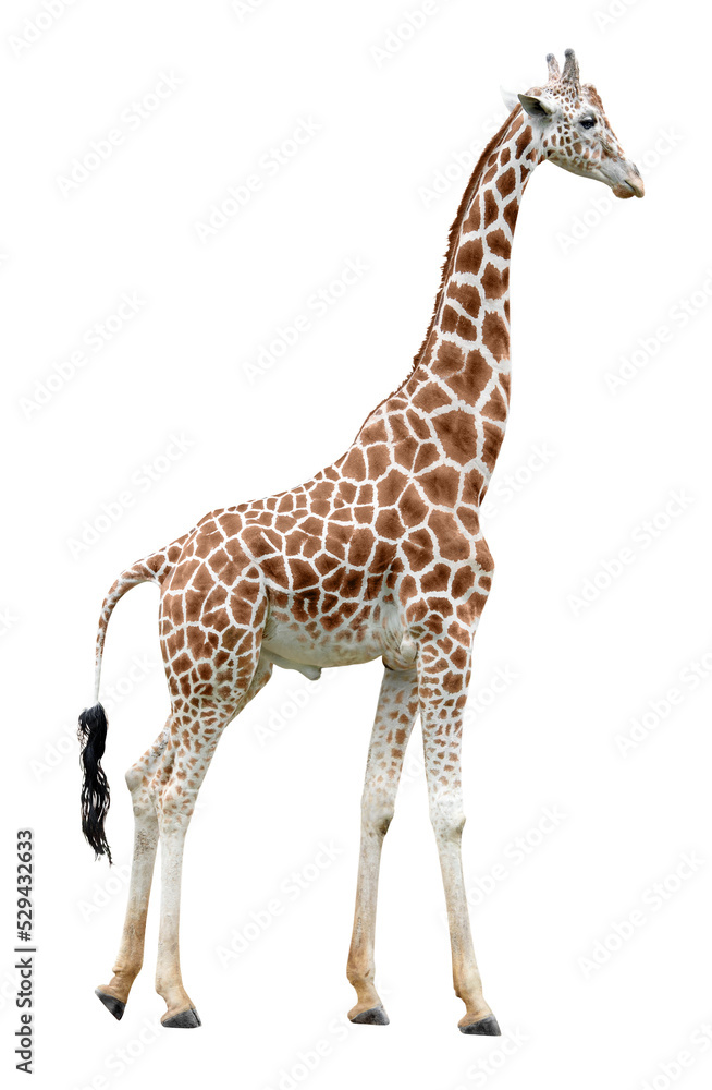 Standing giraffe side view cut out