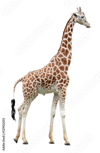 Standing giraffe side view cut out