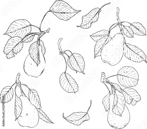 Hand-drawn vector line pears with leaves and branches. Summer fruits. Autumn harvest. Black and white pears.