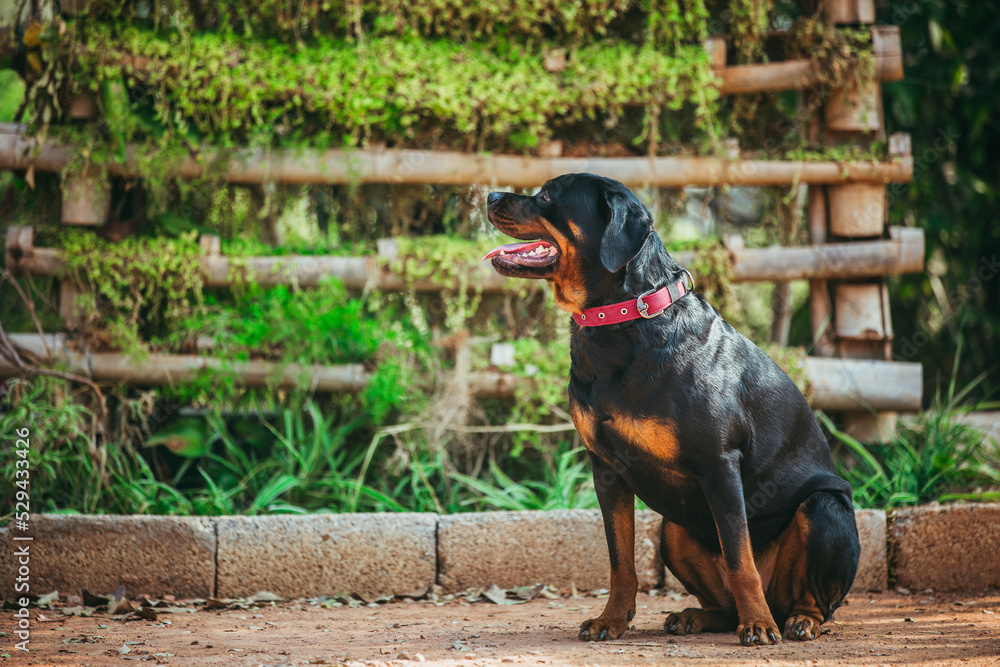 Rottweiler dog sitting on ground with green background . portrait of a dog.  