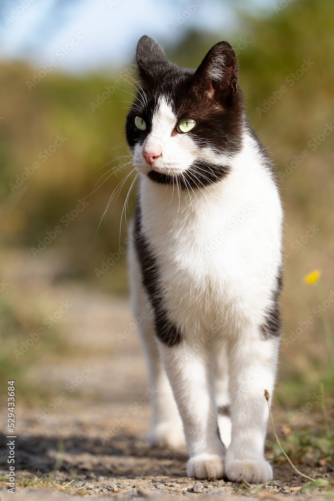 black and white cat, young, walking in the bush looking at the horizon. black and white cat, young, walking in the bush looking at the horizon.