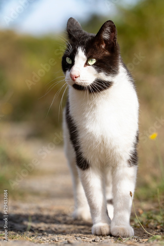 black and white cat, young, walking in the bush looking at the horizon.