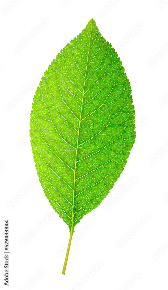 Fototapeta premium Green leaf cut out