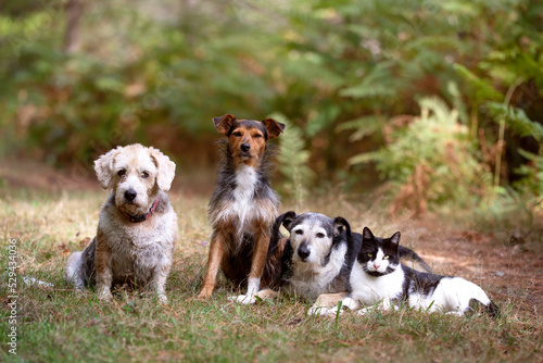 Canvas Print three dogs and a cat posing together in a natural environment