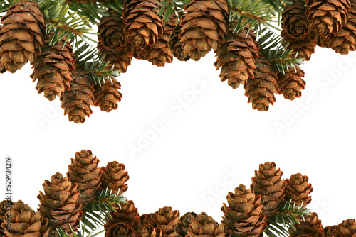 freigestellte Tannenzweige mit Tannenzapfen für Weihnachtliche Bildcomposings