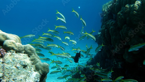 Fototapeta Naklejka Na Ścianę i Meble -  Beautiful fish on the reefs of the Red Sea.
	
