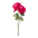 Rose flower stems isolated on transparent background