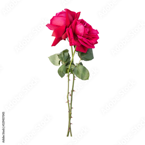 Rose flower stems isolated on transparent background