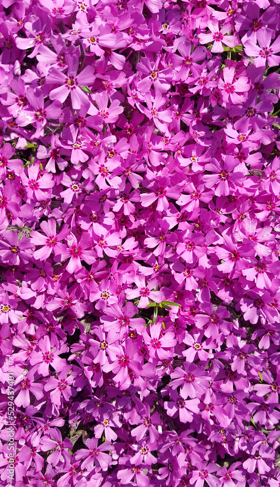 pink petals background wallpaper flowers garden pink petals background wallpaper flowers garden