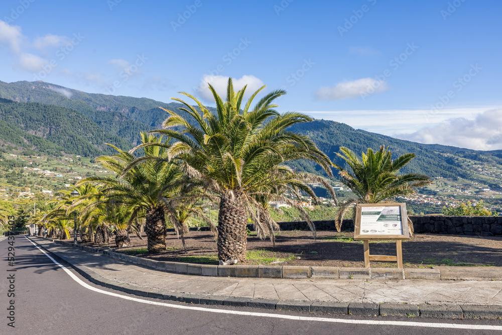 Palm trees near boulevard Santa Cruz La Palma, Canary Islands