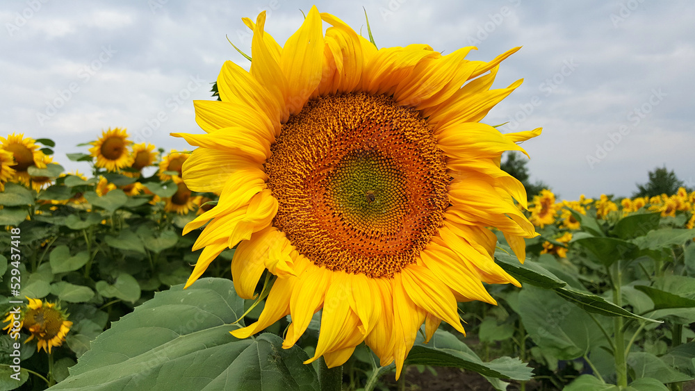 sunflower field in the summer wallpaper sunflower field in the summer wallpaper