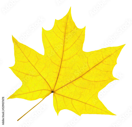 Konstfotografi Yellow maple tree autumn leaf cut out