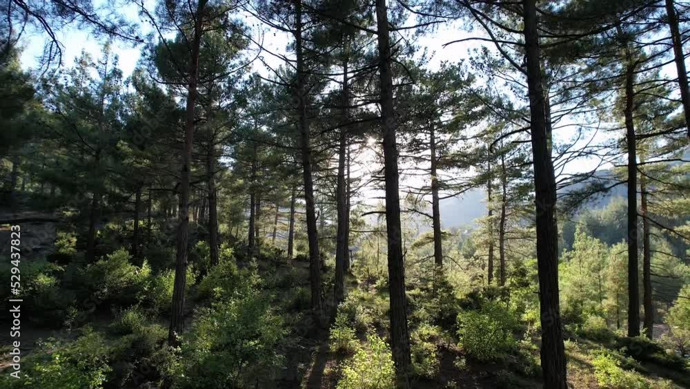 Beautiful sunlight in the forest at the summer morning. Rays of sun light through the green trees in the forest. Beautiful sunlight in the forest at the summer morning. Rays of sun light through the green trees in the forest.