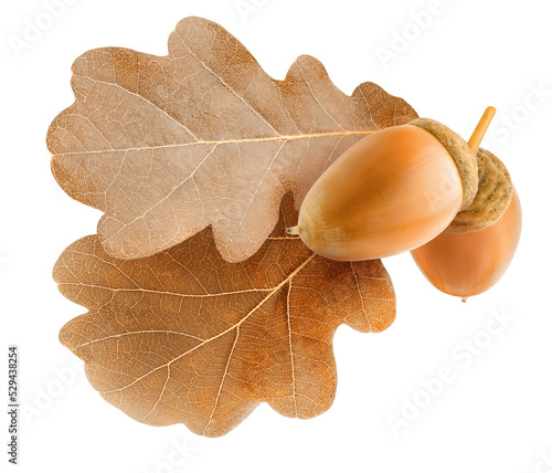 Brown autumn leaves of oak tree with acorns cutout photo