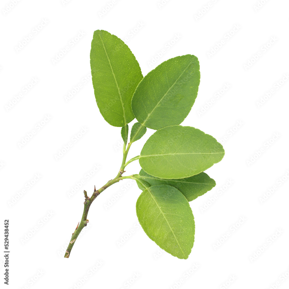 Naklejka premium Fresh green lemon leaves isolated on transparent background