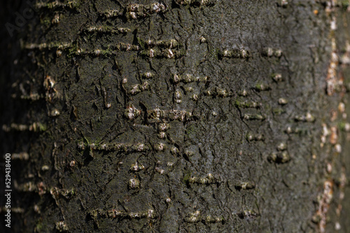 Kora drzewa liściastego, struktura pnia, wzory abstrakcyjne (2).