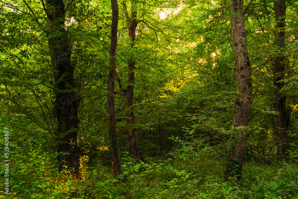 Obraz premium Sun beams through thick trees branches in dense green forest