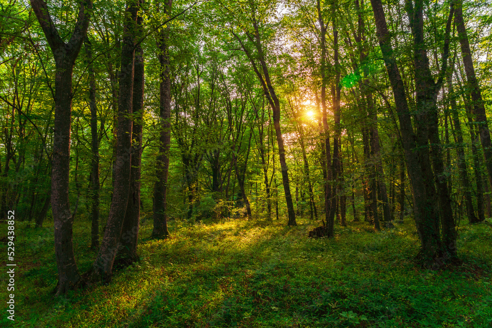 Sun beams through thick  trees branches in dense green forest