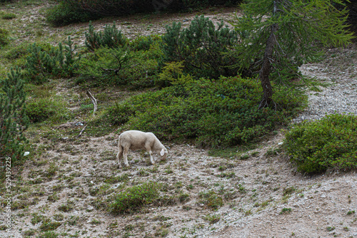 sheep goats graze on motley grass idyllic European landscape