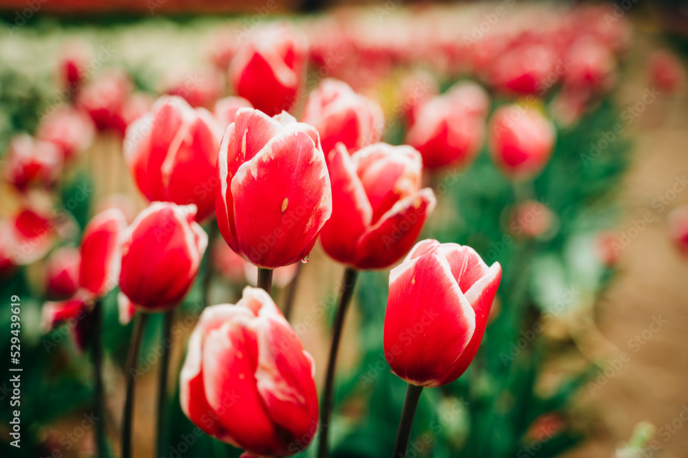 Fototapeta premium red and white tulips