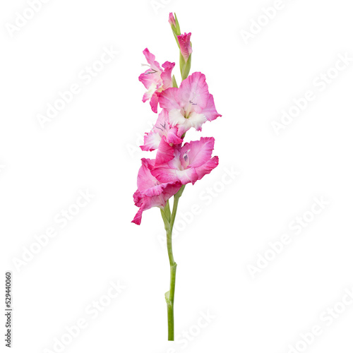 Fototapeta Naklejka Na Ścianę i Meble -  Pink gladiolus flower stem isolated on transparent background
