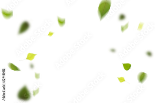fliegende Blütenblätter vor einem isolierten Hintergrund freigestellt photo