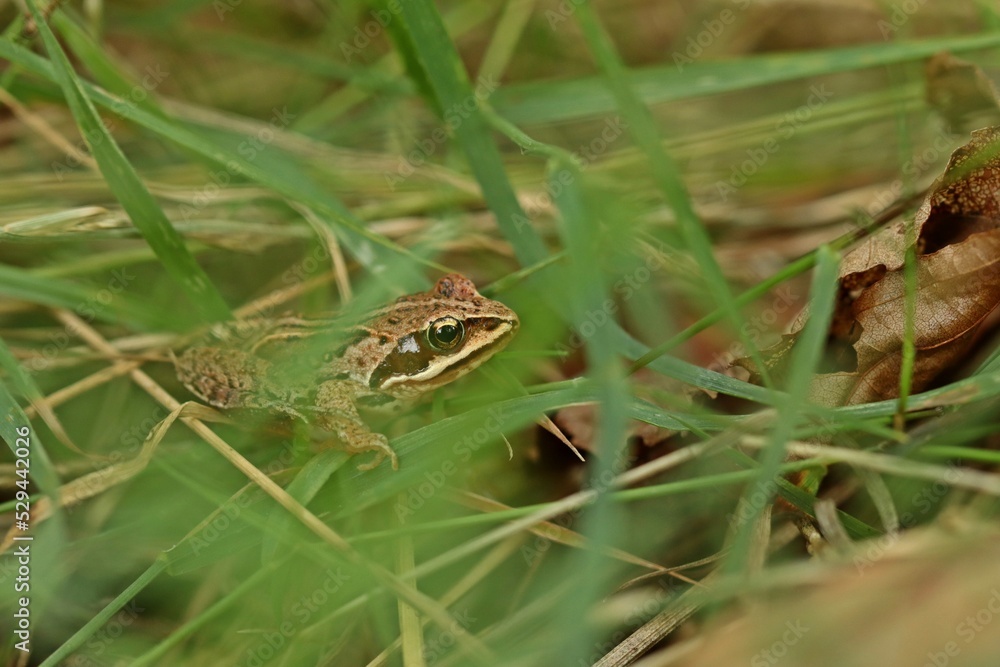 Junger Braunfrosch im Hochmoor. Junger Braunfrosch im Hochmoor.