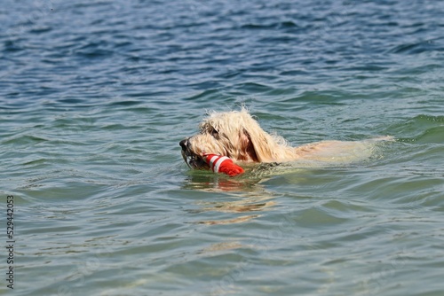 Goldendoodle spielt mit Spielzeug im See.