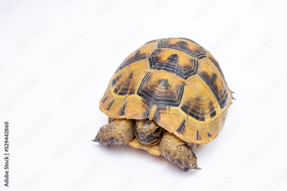 Turtle isolated on white background. Turtle isolated on white background.