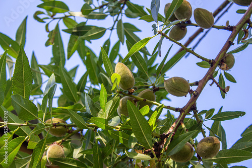 Fresh almonds on a tree
