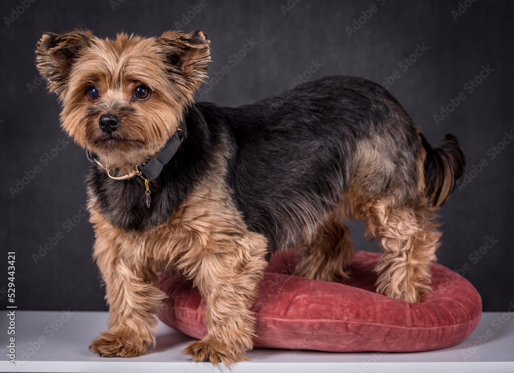portrait of The Yorkshire Terrier - Yorkie