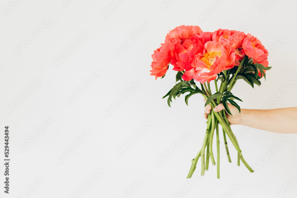 Close up cropped photo of female hand holding bouquet of fresh pink peonies flowers on white wall background. Copy space advertising mock up. Valentine's Day Women's Day birthday holiday party concept