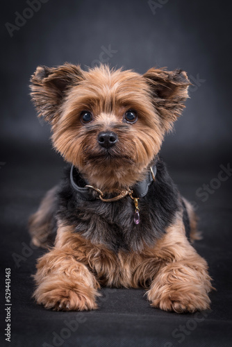portrait of The Yorkshire Terrier - Yorkie © angloma