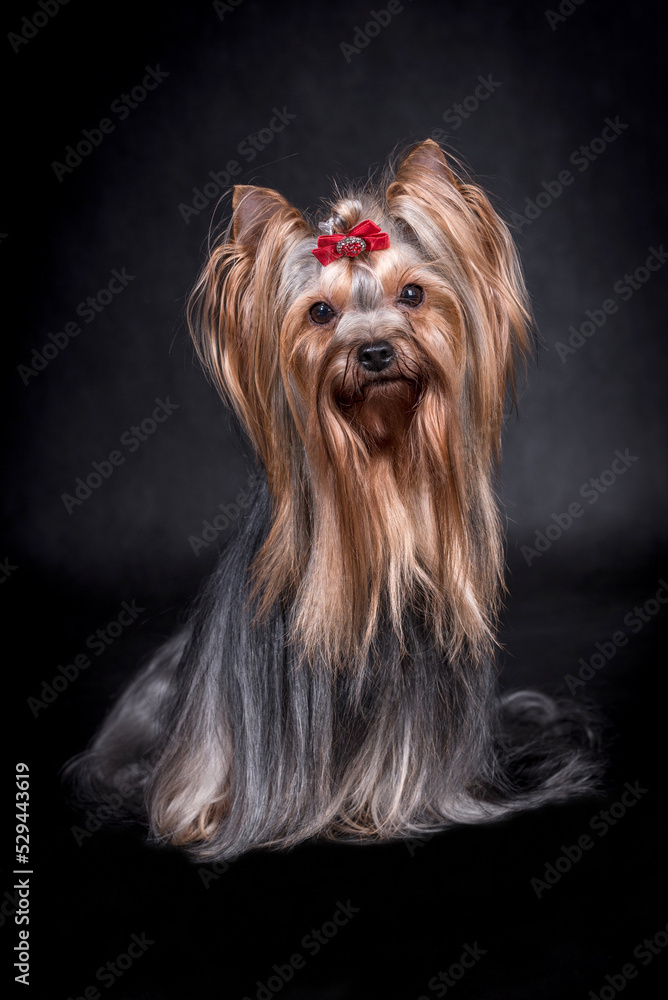 Naklejka premium portrait of The Yorkshire Terrier - Yorkie
