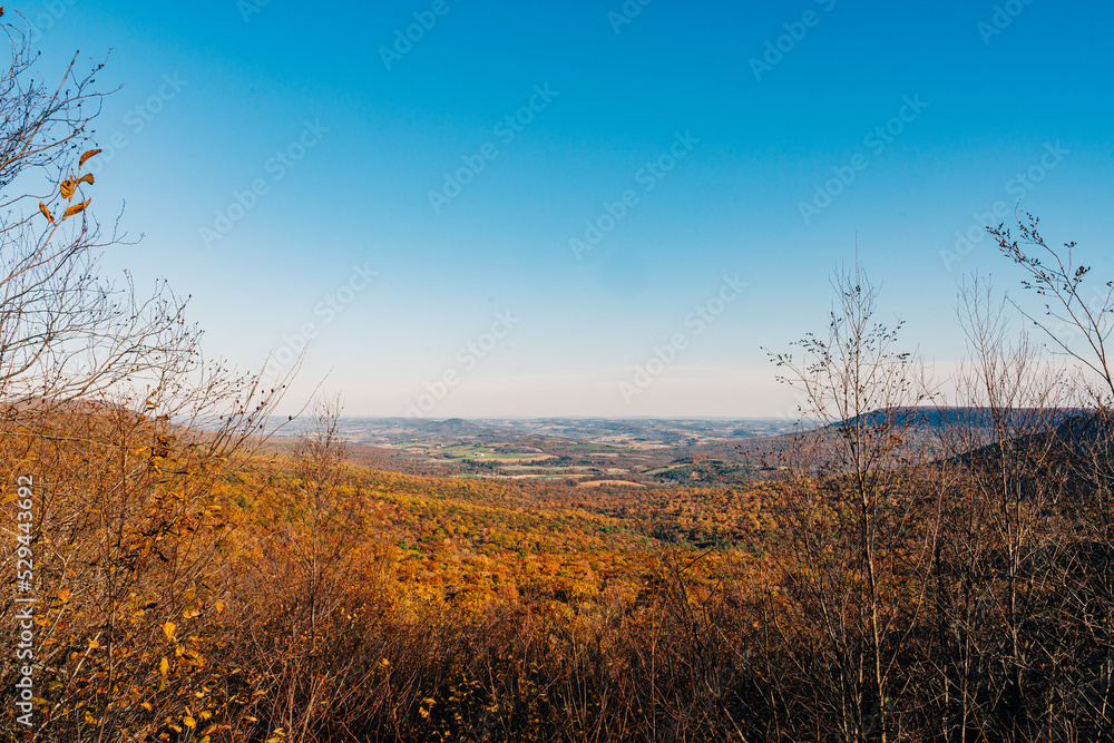 the forest in fall