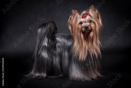portrait of The Yorkshire Terrier - Yorkie