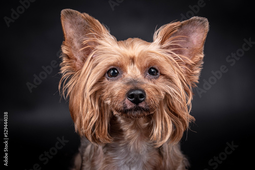 Fototapeta Naklejka Na Ścianę i Meble -  portrait of The Yorkshire Terrier - Yorkie