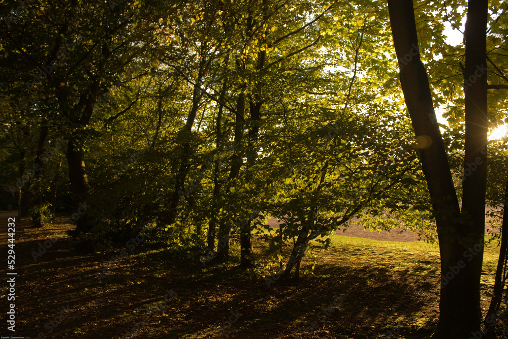 Fototapeta premium Herbststimmung im Wald