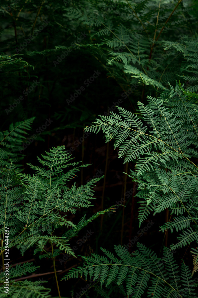 Dark photo of green fern leaves on the black background Dark photo of green fern leaves on the black background