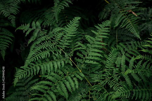 Fern leaves on a black background