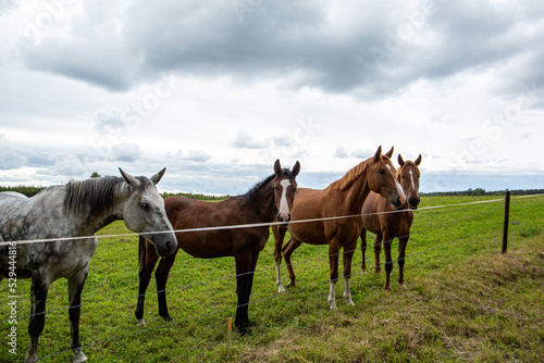 Cute horses standing by the fence in September on a cloudy day in Latvia © Laura Kezbere