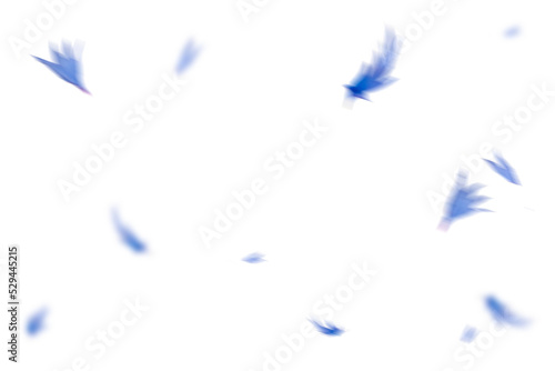 Blütenblätter als Overalls für BIldcomposings und Bildbearbeitung zb für Frühlingsbilder oder Ostern