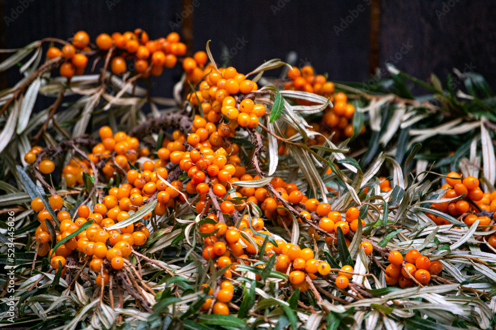 Branch with sea buckthorn berries and green silvery leaves. Branch with sea buckthorn berries and green silvery leaves.
