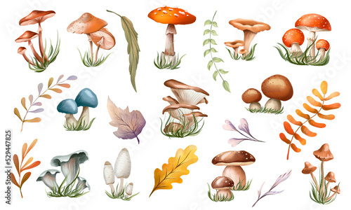 Watercolor autumn mushroom clipart. Collection of autumn forest composition with mushrooms, plants. Botanical illustration. Isolated.