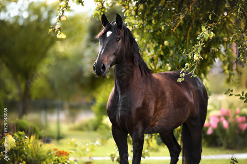 beautiful horse portrait under an apple tree
