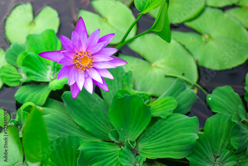 Fotografie Lilac water lily on the water surface among green leaves