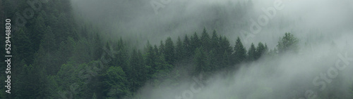 Fotografie, Obraz Amazing mystical rising fog forest trees landscape in black forest ( Schwarzwald ) Germany panorama banner  - Dark mood