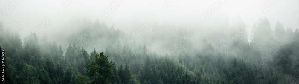 Fototapeta premium Amazing mystical rising fog forest trees landscape in black forest blackforest ( Schwarzwald ) Germany panorama banner - Dark mood..
