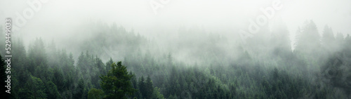 Foto Amazing mystical rising fog forest trees landscape in black forest ( Schwarzwald ) Germany panorama banner  - Dark mood